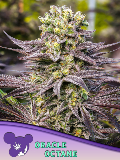 Anesia Seeds Oracle Octane