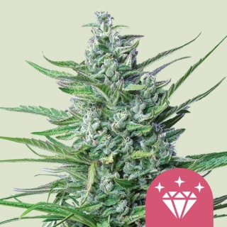 Royal Queen Seeds Royal Special Kush 1