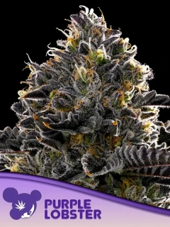 Anesia Seeds Purple Lobster