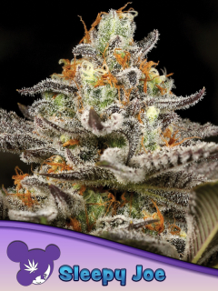 Anesia Seeds Sleepy Joe