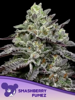 Anesia Seeds Smashberry Fumez