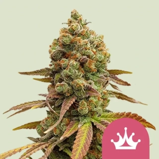 Royal Queen Seeds Royal Special Queen 1