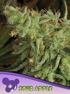 Anesia Seeds Sour Apple