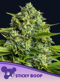 Anesia Seeds Sticky Boof