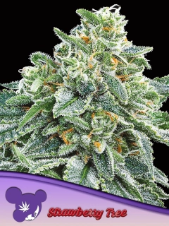 Anesia Seeds Strawberry Tree