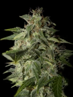 Green House Seeds Holy Punch Akce 1+1 balení