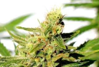 Kannabia Seeds - BCN Diesel CBD