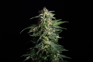 Kannabia Seeds - Swiss Dream Auto CBD
