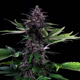 Kannabia Seeds - Swiss Dream CBD