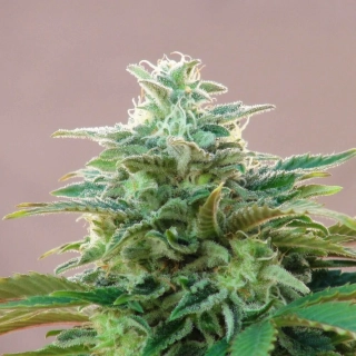 Kannabia Seeds - CBDV Auto