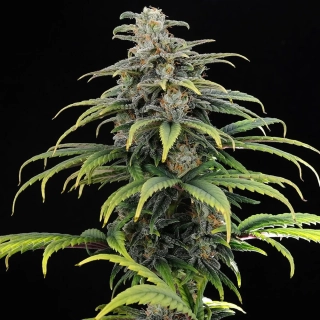Kannabia Seeds - CBG Auto