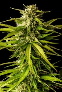 Kannabia Seeds - Break-up Cake
