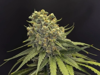 Kannabia Seeds - Dosidos