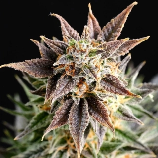 Kannabia Seeds - Dream Sherbet