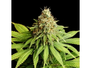 Kannabia Seeds - Hellfire OG