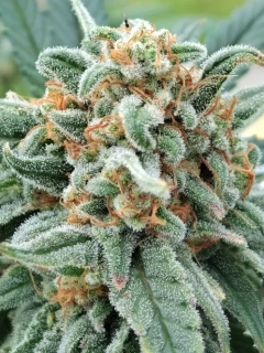 Kannabia Seeds - Cherry Dream