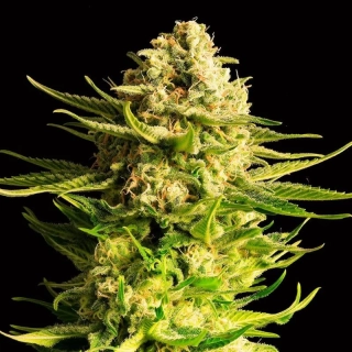 Kannabia Seeds - Indica Cream