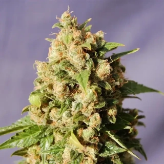 Kannabia Seeds - Kiss (Queso)