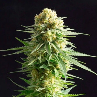 Kannabia Seeds - Kritikal-K