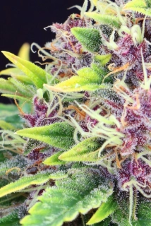 Kannabia Seeds - Purple Kush