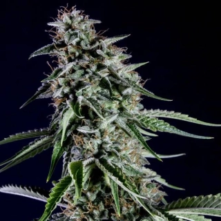 Kannabia Seeds - Rainbow Sherbet #11 (RS11)