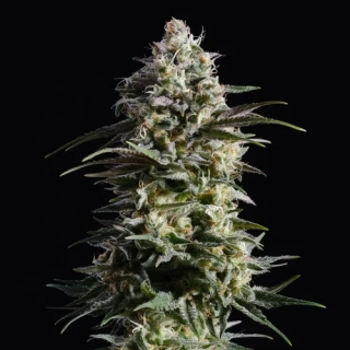 Kannabia Seeds - Skunk+