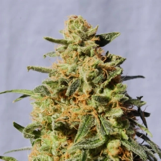 Kannabia Seeds - White Domina
