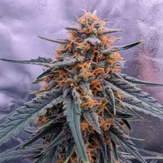 Kannabia Seeds - Zkittlez