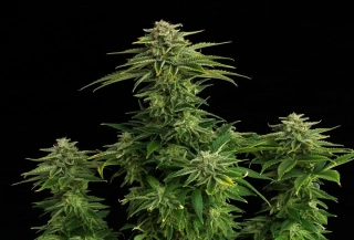 Kannabia Seeds - Zkit Kandy Dream Auto