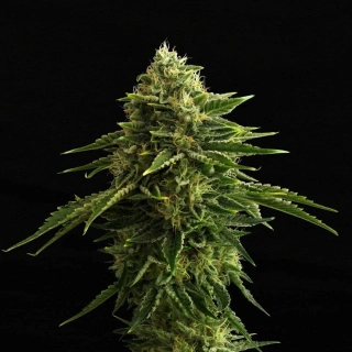 Kannabia Seeds - Zkit Kandy Dream Edition