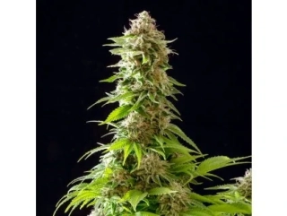 Kannabia Seeds - Ginger Punch Auto