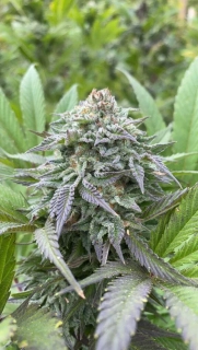 Kannabia Seeds - Gorilla King Auto