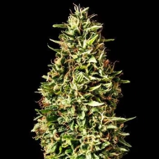 Kannabia Seeds - Runtz Auto