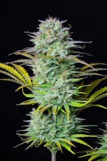 Kannabia Seeds - Break-up Cake Auto