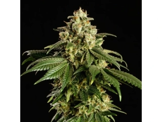 Kannabia Seeds - Dream Sherbet Auto