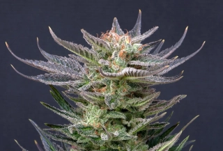 Kannabia Seeds - Purple Dream Auto