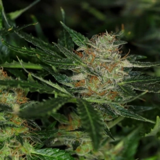 Kannabia Seeds - Zkittlez Auto