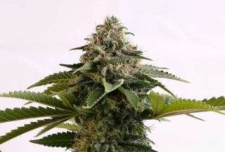 Kannabia Seeds - Amnesia Dream XL Auto