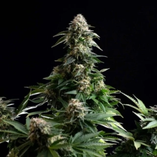 Kannabia Seeds - Strawberry Haze Auto