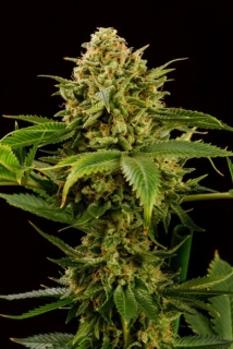 Kannabia Seeds - THCV