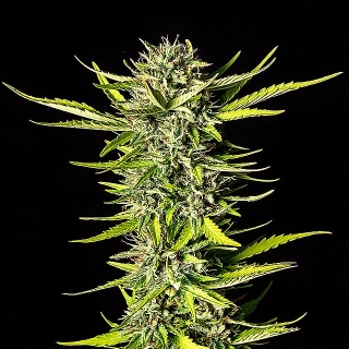 Kannabia Seeds - Cookies Haze