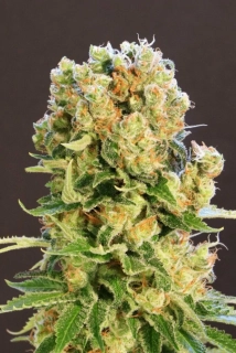 Kannabia Seeds - Diesel Glue