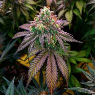 Kannabia Seeds - Gelato-K
