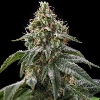 Kannabia Seeds - GSC