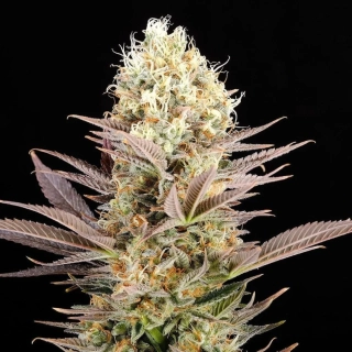 Kannabia Seeds - Kaboom (La Reina De Africa)