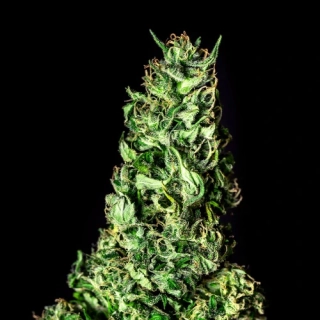 Kannabia Seeds - Moby Dick