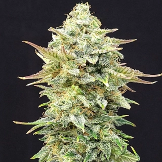 Kannabia Seeds - Pineapple Dream