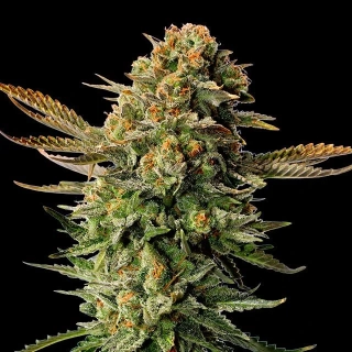 Kannabia Seeds - Russian Doll
