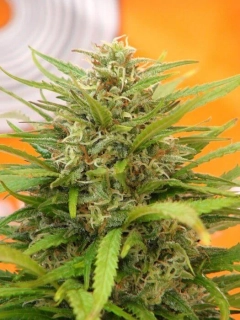 Kannabia Seeds - Super AK