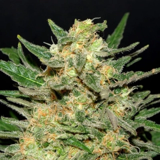Kannabia Seeds - Thai Fantasy